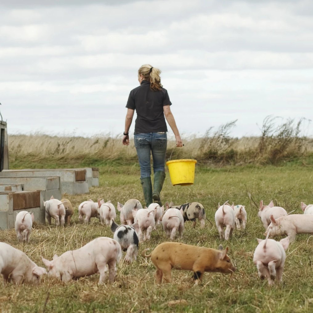 A Field & Flower farmer carrying a feed bucket across a field of free-range piglets